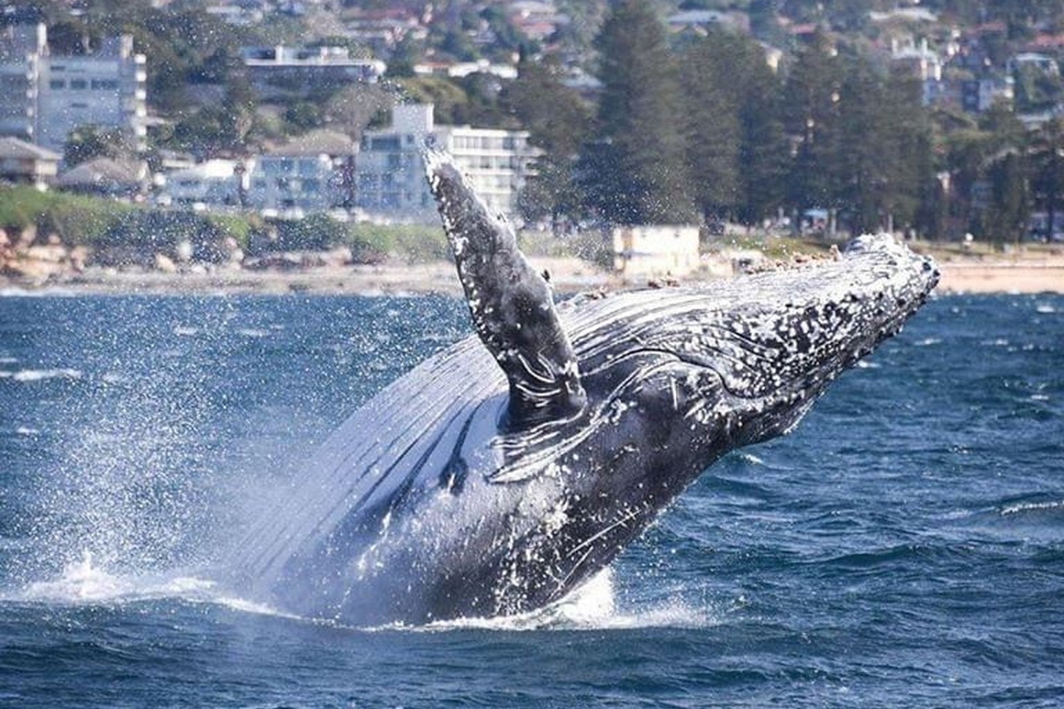 Sydney Whale Watching